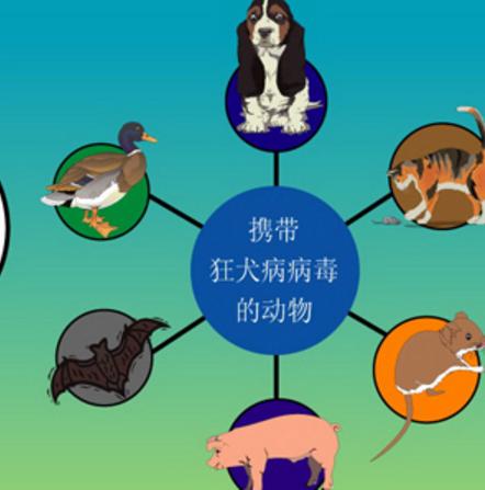 徒手抓蝙蝠被咬伤